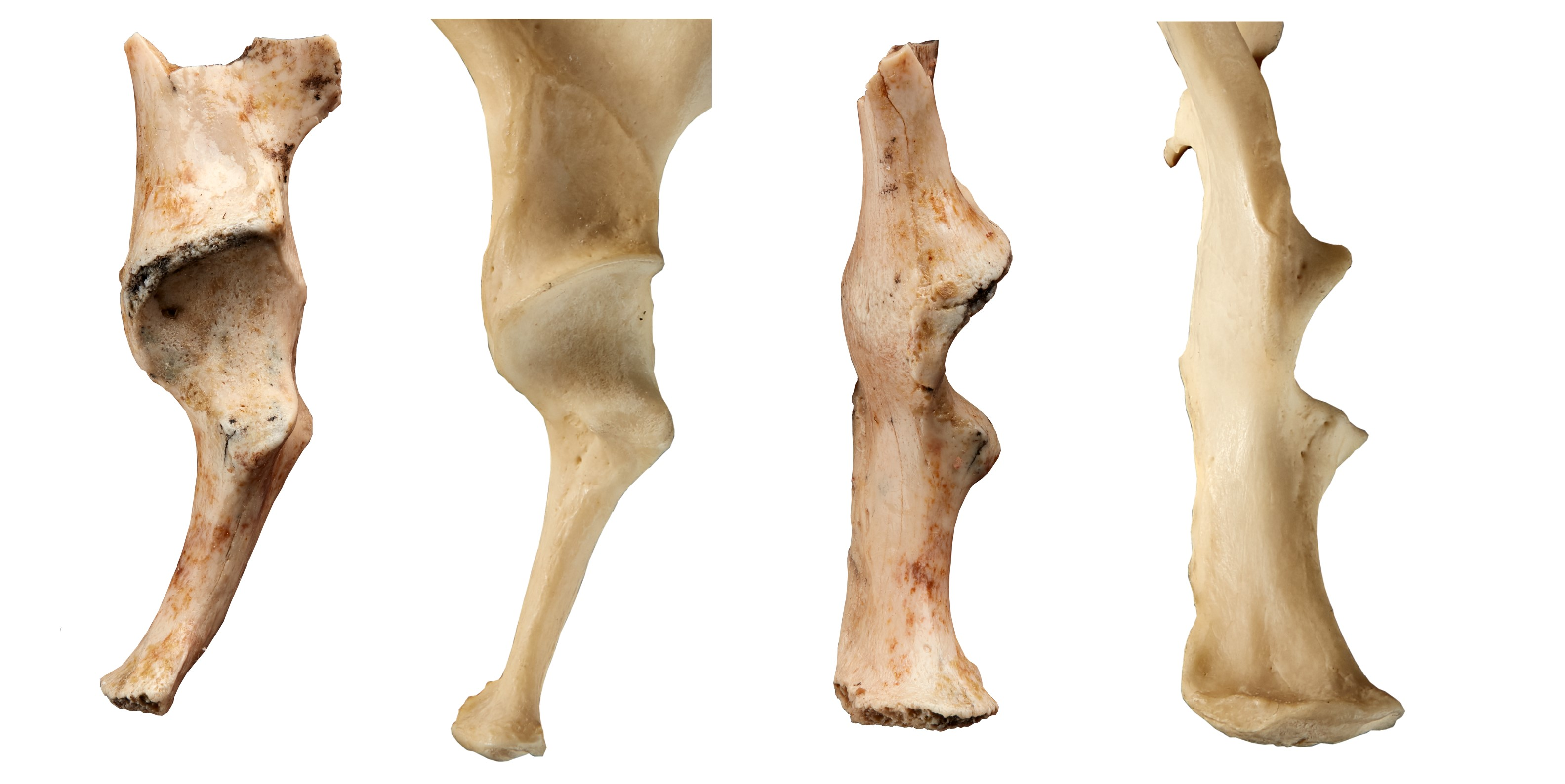 the fossil shoulder bone looks very similar to that of a modern platypus in its ridges and dimensions
